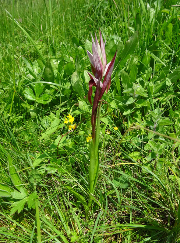 Serapias vomeracea subsp.vomeracea